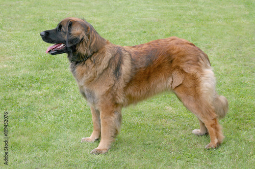 Typical  Leonberger in the park photo