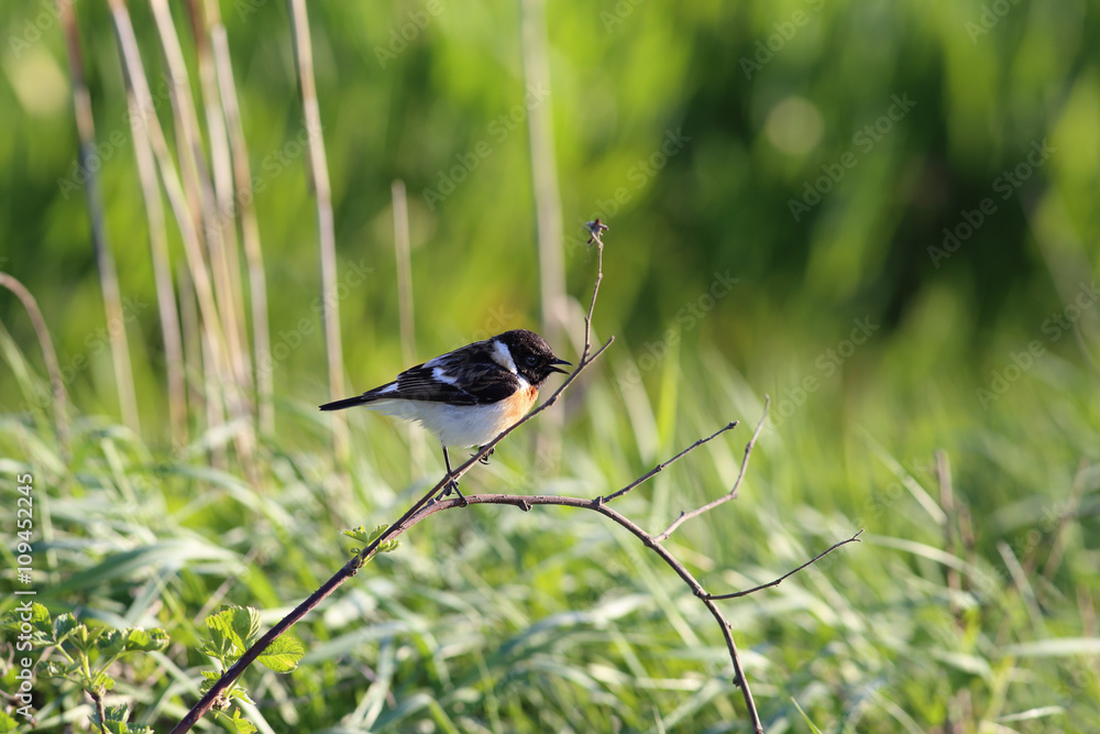 Stonechat, who sings his song Stonechat, who sings his song