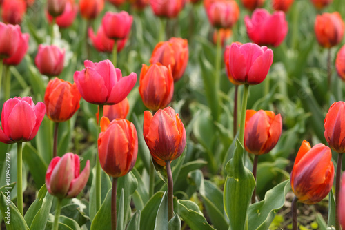 Red and pink tulip flowers