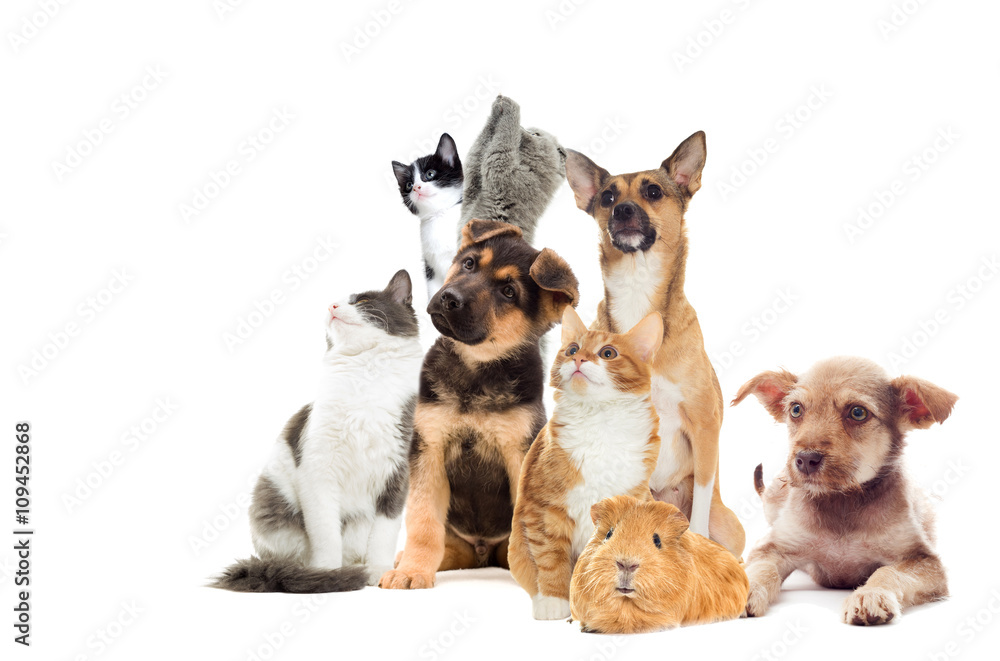 Obraz premium Pets looking