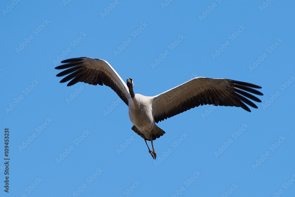 Obraz premium Common crane (Grus grus)