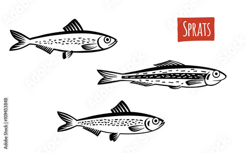 Sprats, vector cartoon illustration