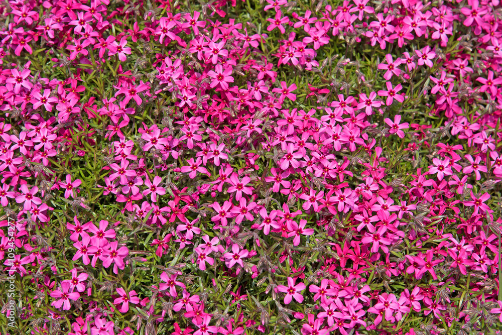 Roter Polsterphlox, Phlox subulata, Teppichphlox Roter Polsterphlox, Phlox subulata, Teppichphlox