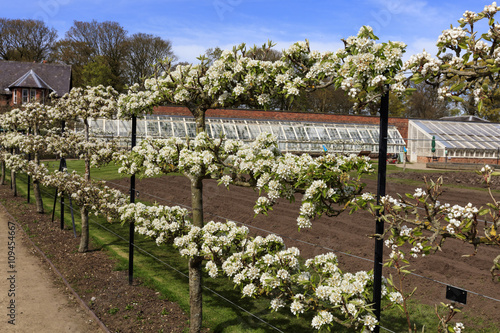 Espaliered blossoming fruit trees in a garden during springtime.