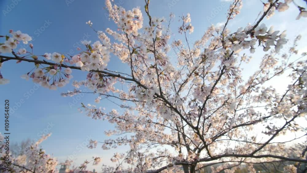 Low angle view of a blooming white cherry tree canopy. Slow motion. Moving camera. Sunny day. Low angle view of a blooming white cherry tree canopy. Slow motion. Moving camera. Sunny day.
