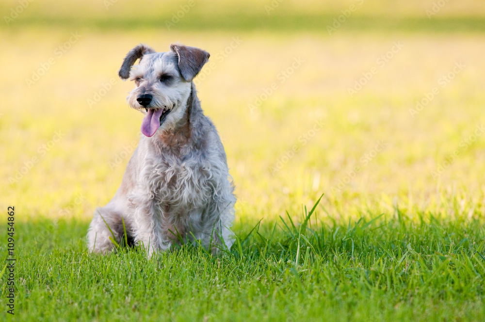 Adorable schnauzer dog sitting in grass with copyspace.