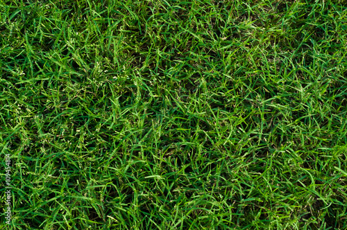 Lush green bermuda grass close up.