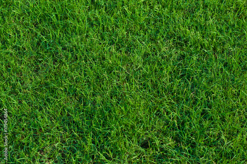 Bermuda grass background.