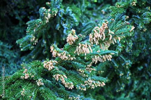 Spring in the country,juniper-tree,1,Bregana Pisarovinska,Croatia,EU,2016. photo