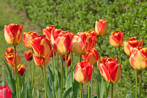 Tulpen  Tulipa