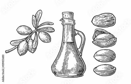Set of isolated argan branches, leaves, nuts. For packing oil creams. Vector vintage engraved illustration isolated on white background.