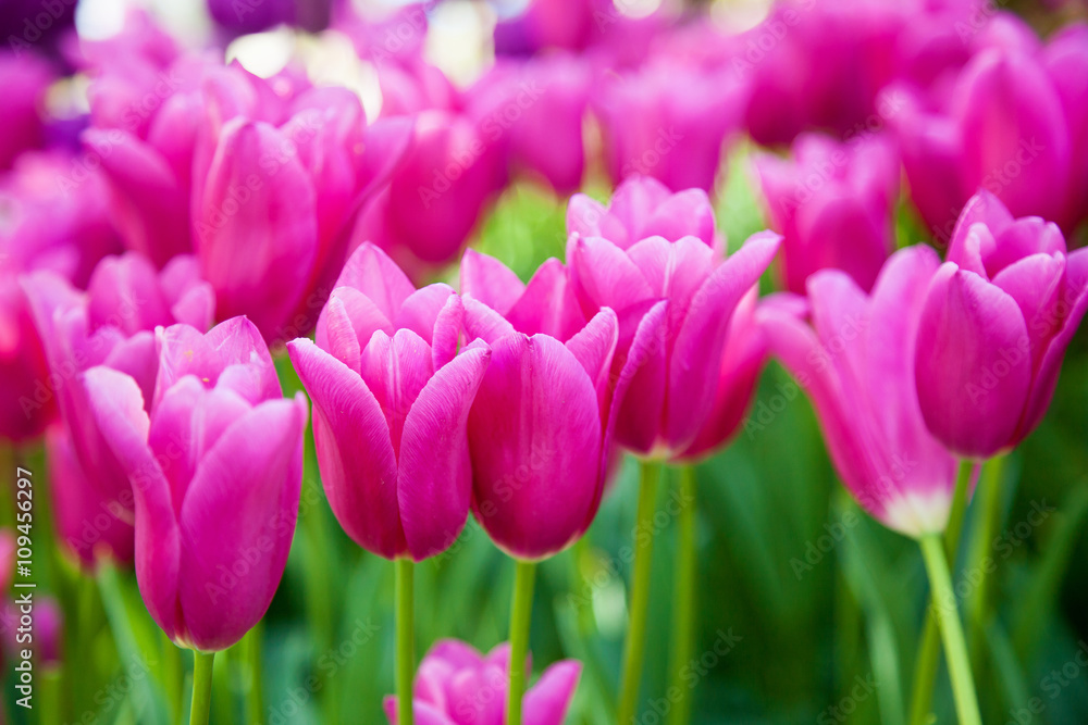 Fototapeta premium tulips, flower-bed with tulips blossoming in different shapes an