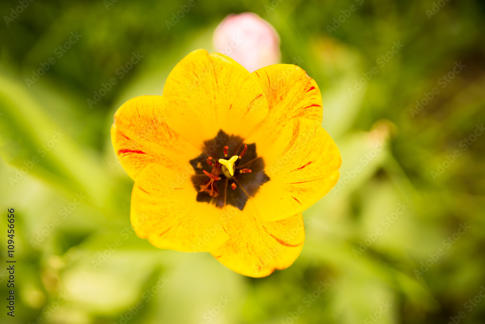 Gelb - Rote Tulpe Gelb - Rote Tulpe