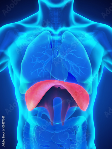 Human Diaphragm Anatomy Illustration. 3D render photo