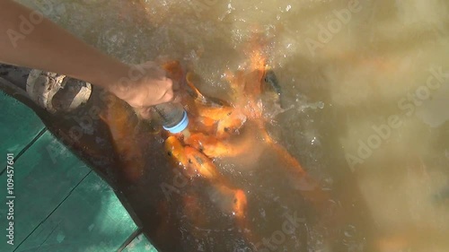 hungry fish eats food from bottle. a lot of fish in the pond. Girl feeding fish.