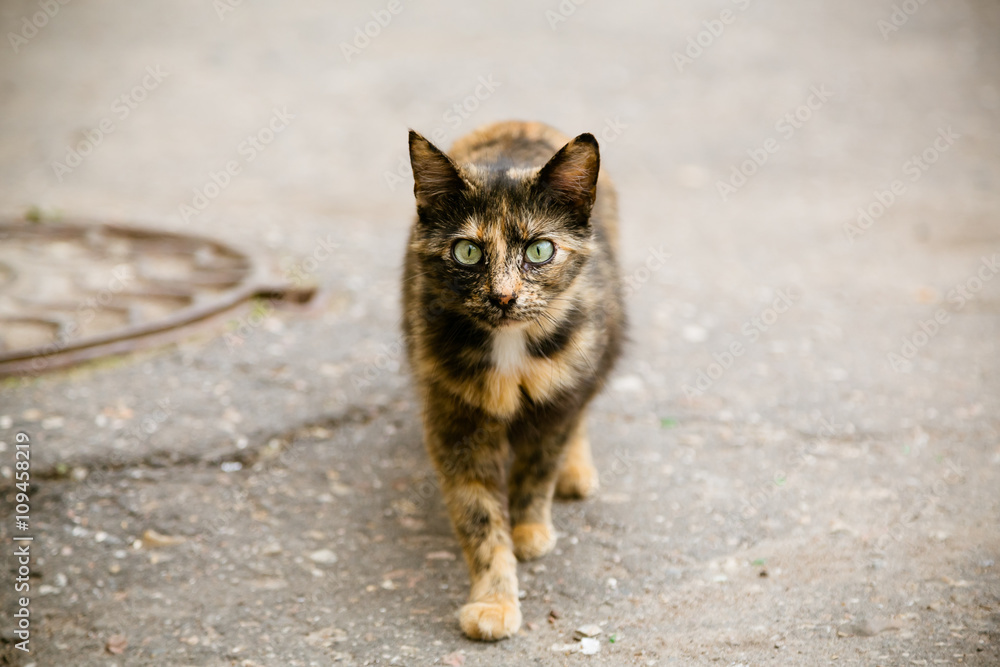 Portrait of cat walking at the street Portrait of cat walking at the street