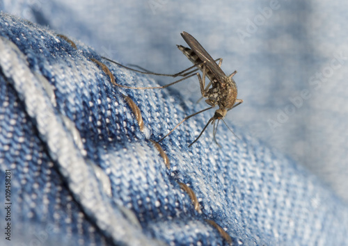 Mosquito on the jeans drinking blood