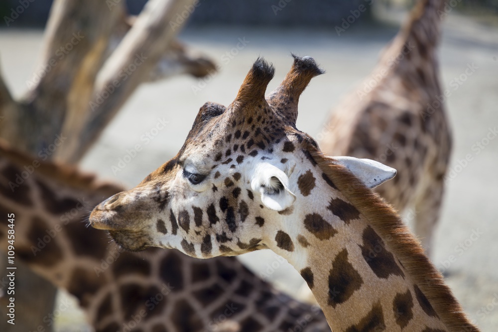 Obraz premium Giraffe