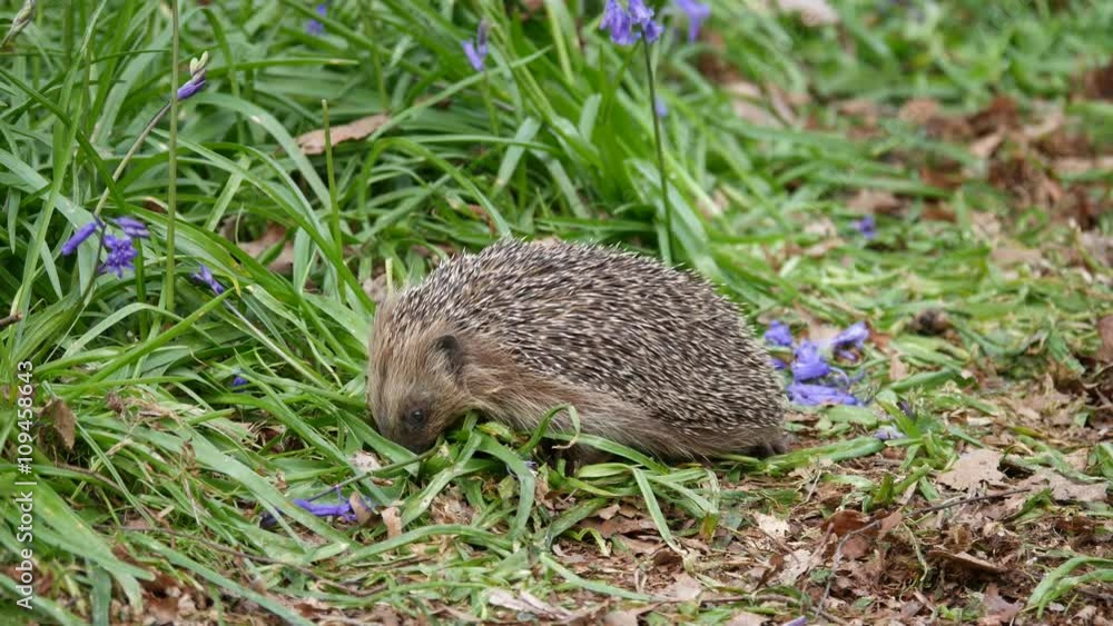 Hedgehog ( Erinaceidae ) in a Carpet of Bluebells Hedgehog ( Erinaceidae ) in a Carpet of Bluebells
