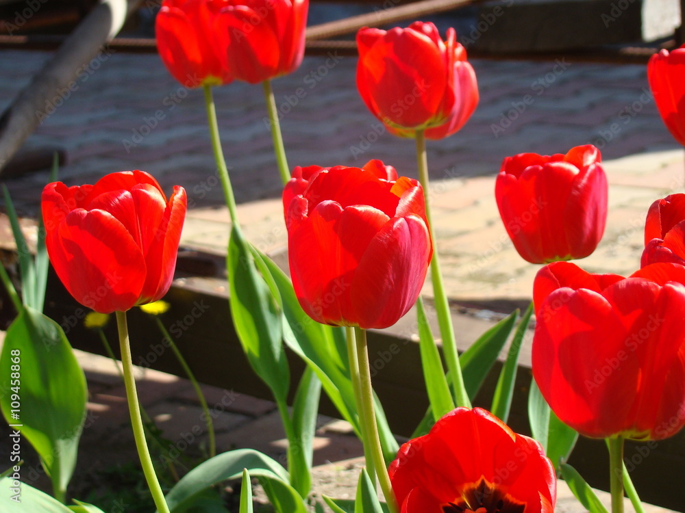 Tulip Tulip