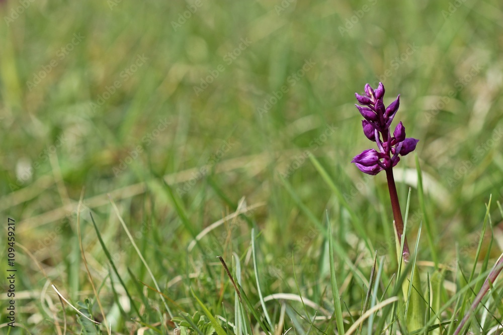 Stattliches Knabenkraut (Orchis mascula)
Stattliches Knabenkraut (Orchis mascula)