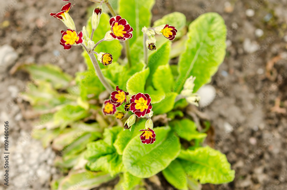 Obraz premium pierwiosnek pierwiosnki