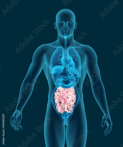 X-ray picture of human small intestine visible 3d illustration