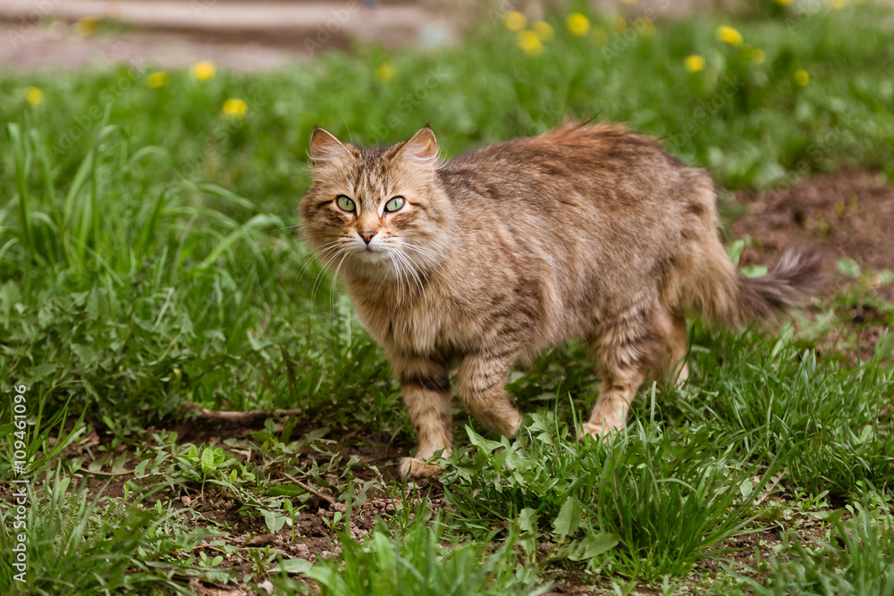 Portrait of cat walking at the street Portrait of cat walking at the street