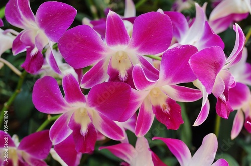 Pink and white Dendrobium orchid flower