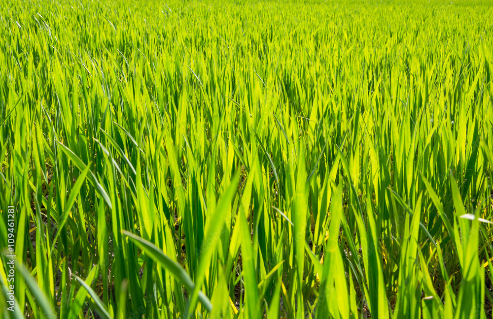 Young sprouts of wheat in a field in spring