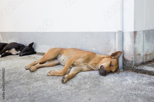 Dogs sleeping on the ground