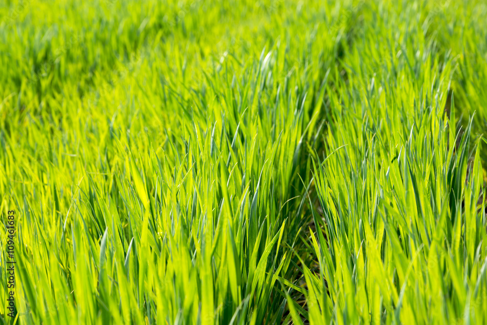 Rows of young wheat crops in the spring. Young sprouts of wheat in a field grass Rows of young wheat crops in the spring. Young sprouts of wheat in a field grass
