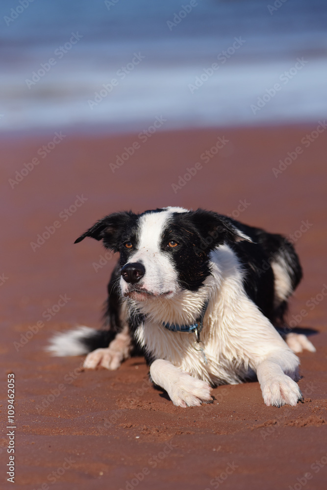 Dogs - Border Collie Dogs - Border Collie