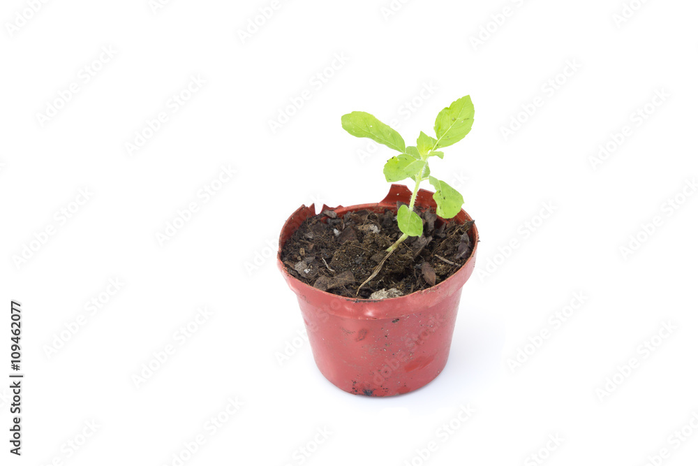 Plant a tree isolated on white background Plant a tree isolated on white background
