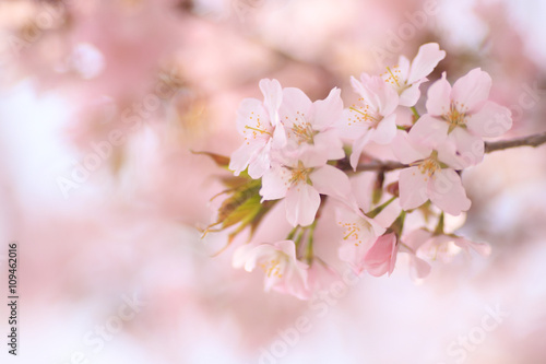 桜 © makieni