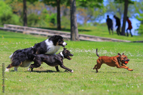 Staffordshire bull terrier paying