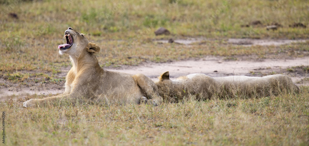 Naklejka premium Young lion male yawn while lying down and rest