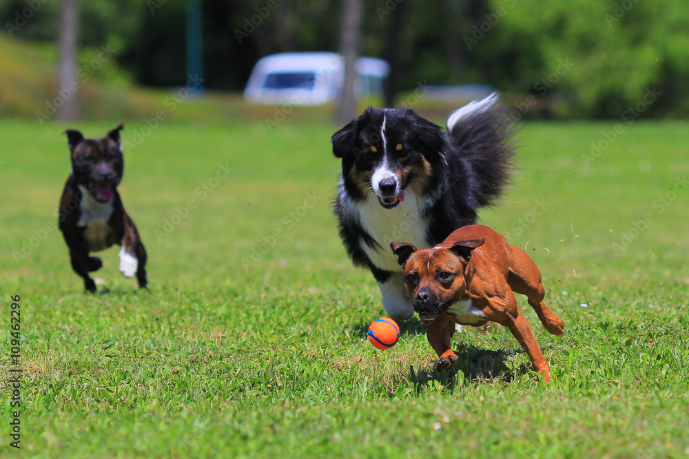 Staffordshire bull terrier paying Staffordshire bull terrier paying