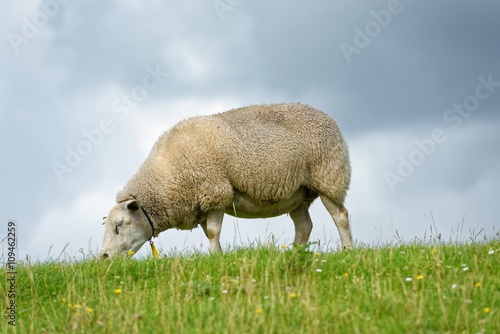 Sheep feeding on grass