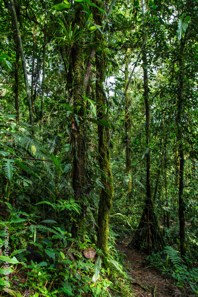 Obraz premium Path in the rainforest, Ecuador west of the Andes, Choco