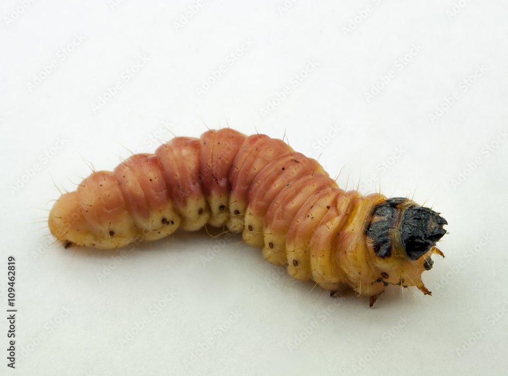 maggot of chafer