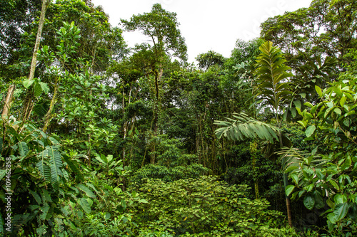 Rainforest in Ecuador Choco