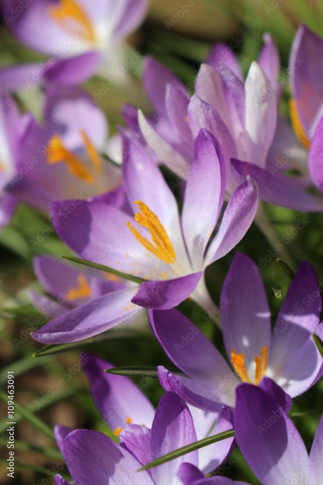 Krokusse Krokusse