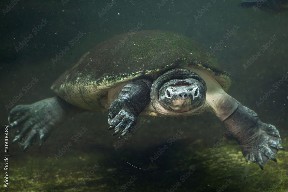 Fototapeta premium Malaysian giant turtle (Orlitia borneensis).