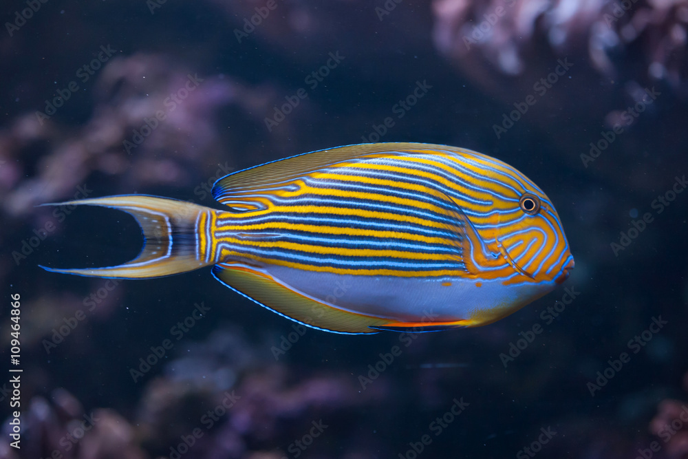 Blue banded surgeonfish (Acanthurus lineatus).