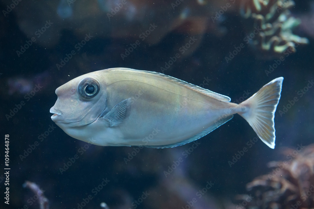 Bluespine unicornfish (Naso unicornis). Bluespine unicornfish (Naso unicornis).