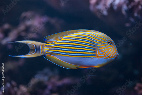 Obraz na płótnie Blue banded surgeonfish (Acanthurus lineatus). w salonie