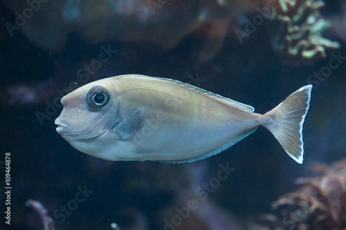 Bluespine unicornfish (Naso unicornis).