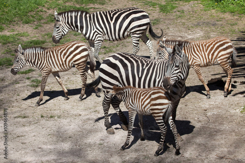 Grant s zebra  Equus quagga boehmi .