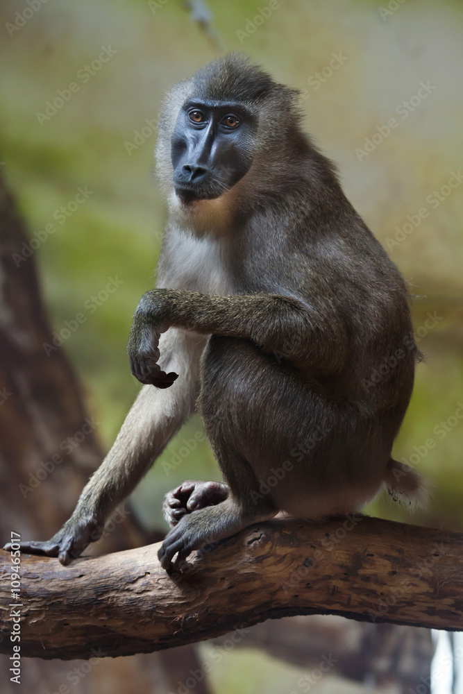 Drill monkey (Mandrillus leucophaeus).